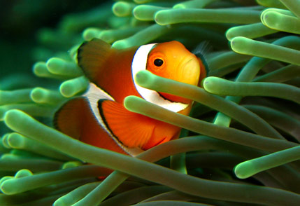 Photographing Fish in Aquariums