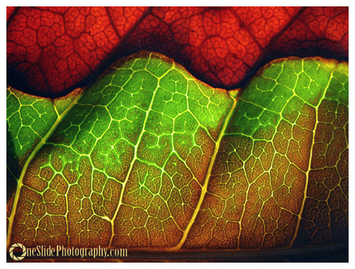 Tips for Photographing a Leaf - Dry Leaf