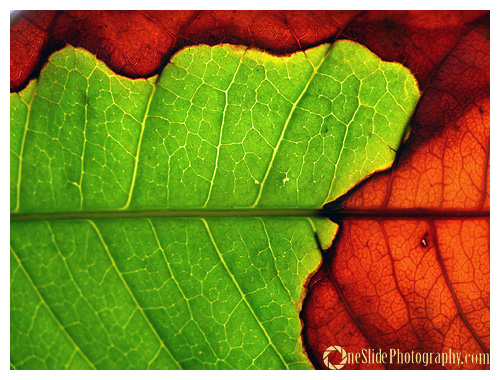 Tips for Photographing a Leaf