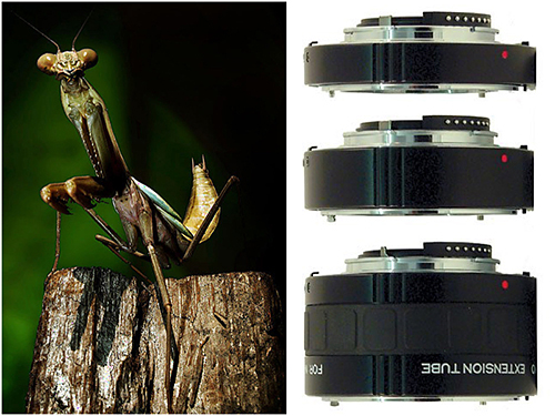 The Advantages and Disadvantage of Extension Tube for Macro Photography