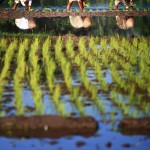 Beginner’s Guide to Photography  Controlling DOF – Rice Field From Far Distance