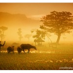 Photography Tips Creating Extraordinary Picture During Golden Hours – Indonesian Farmer