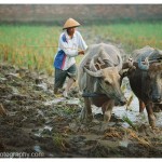 Indonesian Farmer