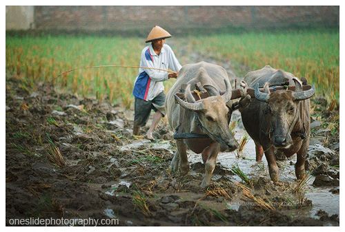Indonesian Farmer