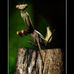 Praying Mantis