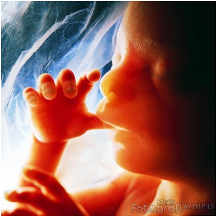 First Fetus Photograph