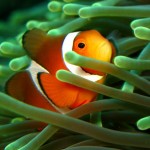 Tips: Photographing Fish in Aquariums