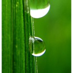 Tips and Tricks for Photographing a Leaf