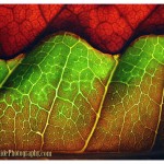 Tips for Photographing a Leaf – Dry Leaf