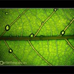 Tips for Photographing a Leaf – Sparkle with water