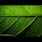 Tips for Photographing a Leaf – Use Backlight Lighting