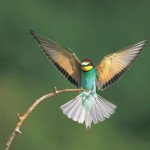 Bird Photography Tips and Tricks