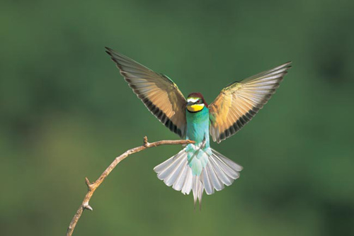 Bird Photography Tips and Tricks
