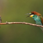 Tips and Tricks: Birding Photography for Beginner