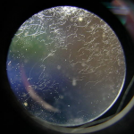 Lens fungus