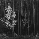 Aspens by Ansel Adam