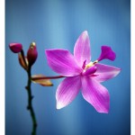 Orchid in macro photography