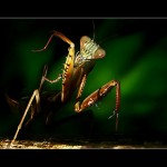 Tips for Shooting Macro Photographs of Insects