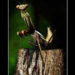 Macro Photography of Animal